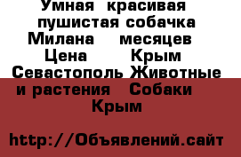 Умная, красивая, пушистая собачка Милана. 5 месяцев › Цена ­ 1 - Крым, Севастополь Животные и растения » Собаки   . Крым